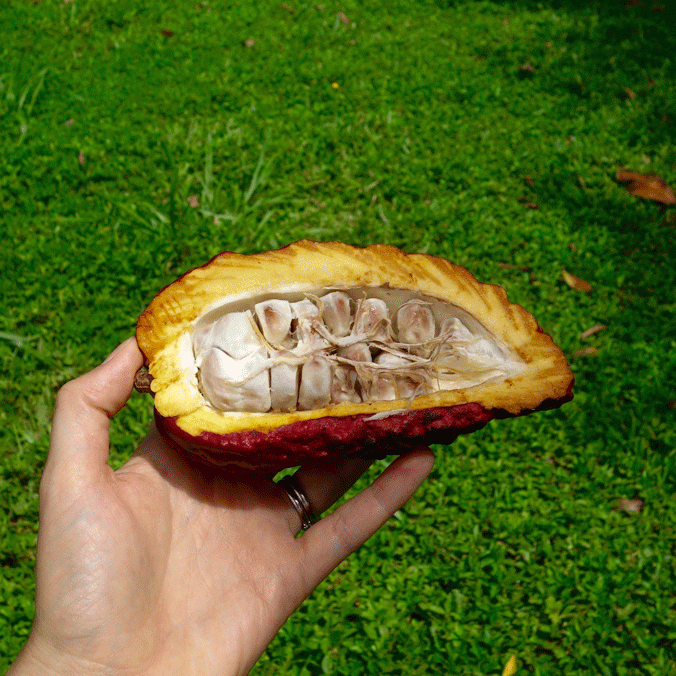 cacao farm kauaii